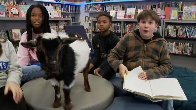 Baker County Public Library Brings Baby Goats to Storytime This Friday