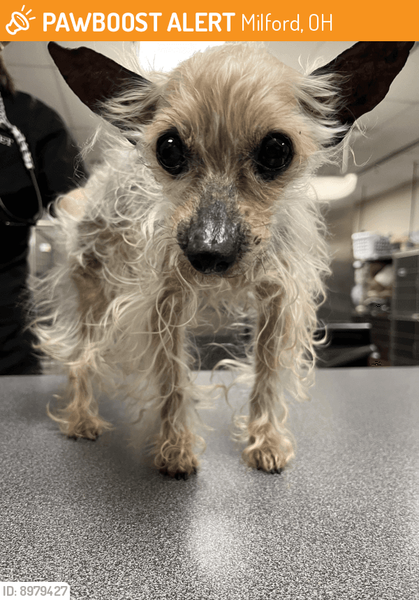 Milford Police Adopt Senior Stray Lil Craig, Give Dog Station Home