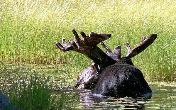 Minnesota Moose Population Stabilizes Around 4,470, But Risks Remain