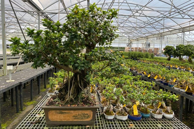Mid-South nursery claims title as nation's largest bonsai supplier