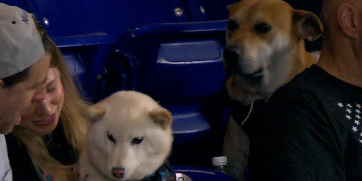 Miami Marlins turn jealous dog at ballpark into viral moment