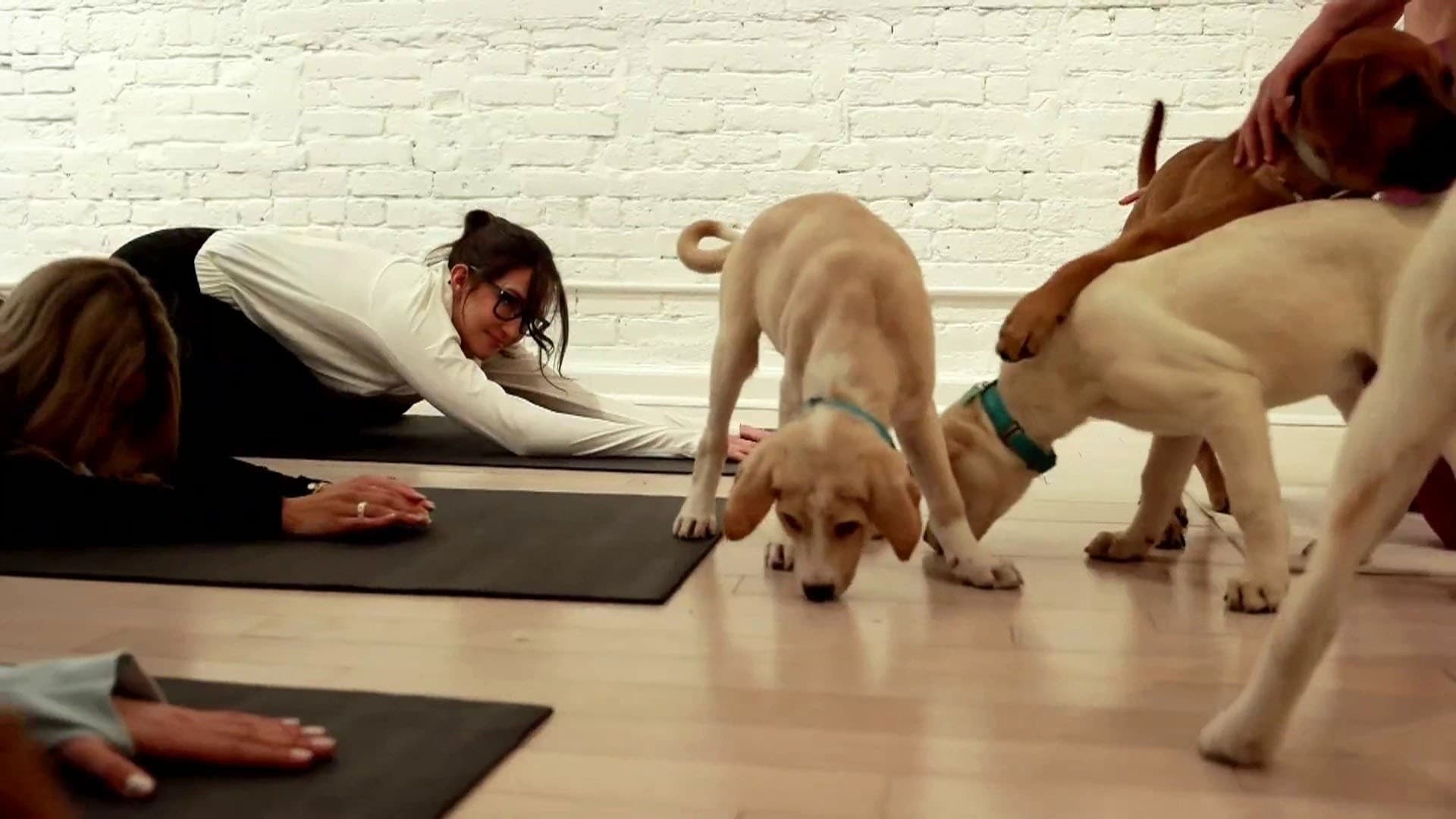 Doggy Noses & Yoga Poses Expands Nationwide Puppy Yoga Events