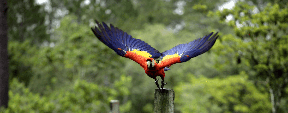 Miskito guardians protect scarlet macaws amid poaching threats in Honduras