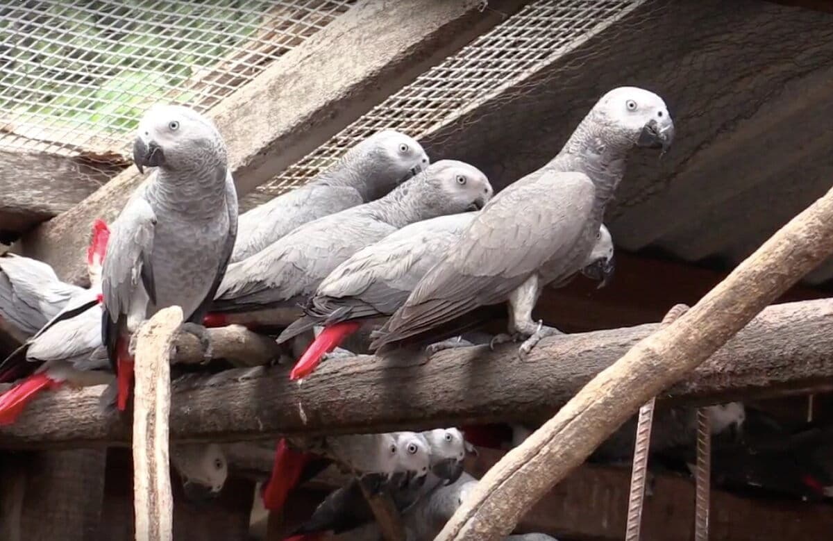 Rescued African Grey Ruby Speaks Her First Word, Warming Her New Mom's Heart
