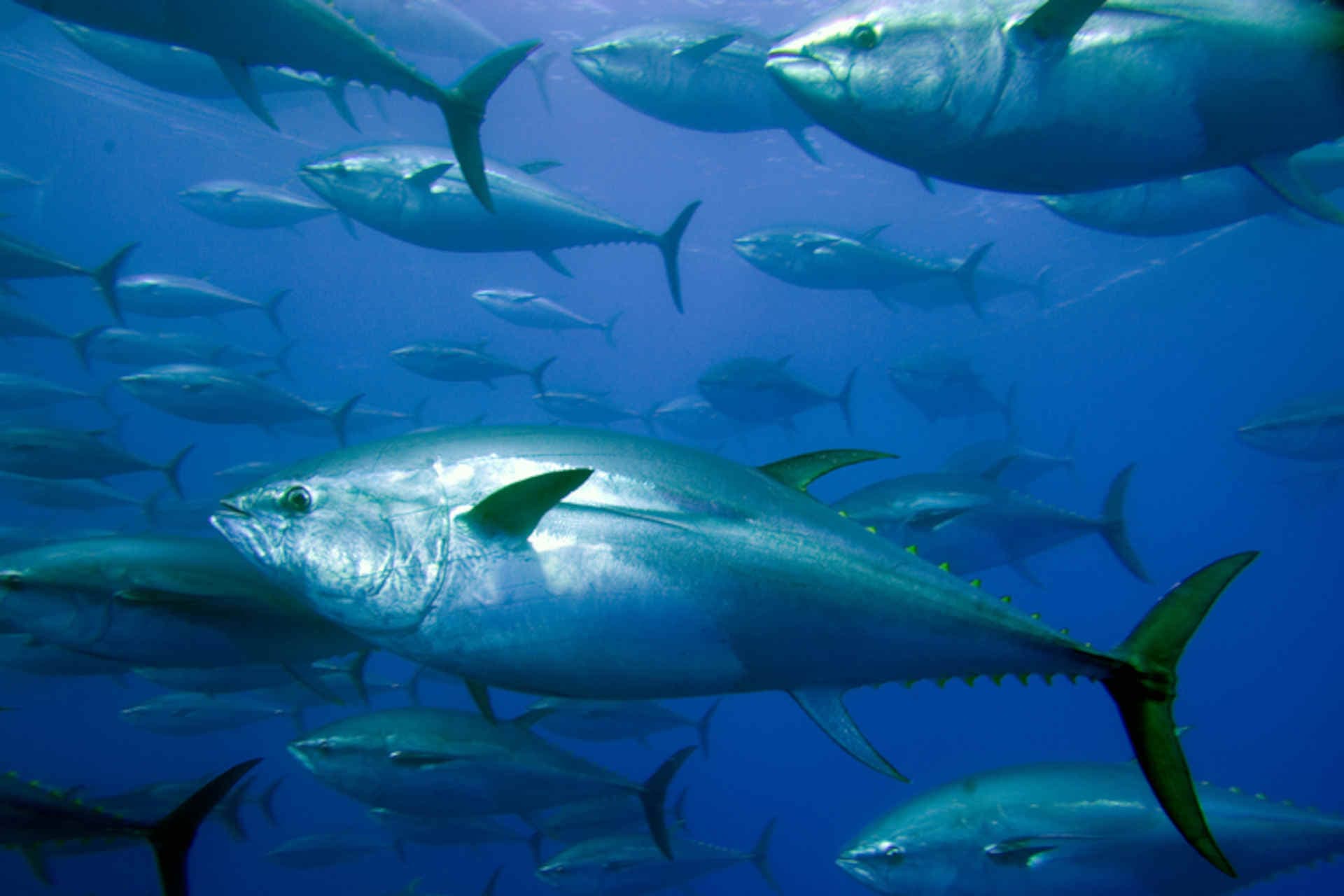 Mediterranean Bluefin Tuna Fattening Raises Sustainability Concerns