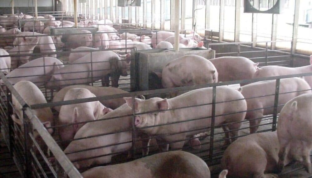 Mexico suspends U.S. pork breeding imports after pseudorabies detection