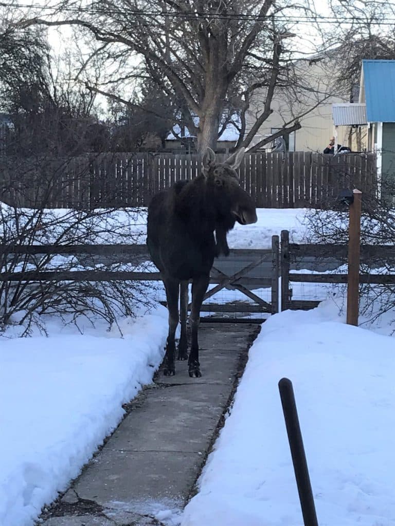 Moose trapped in Coeur d’Alene patio jumps fence, swims to safety
