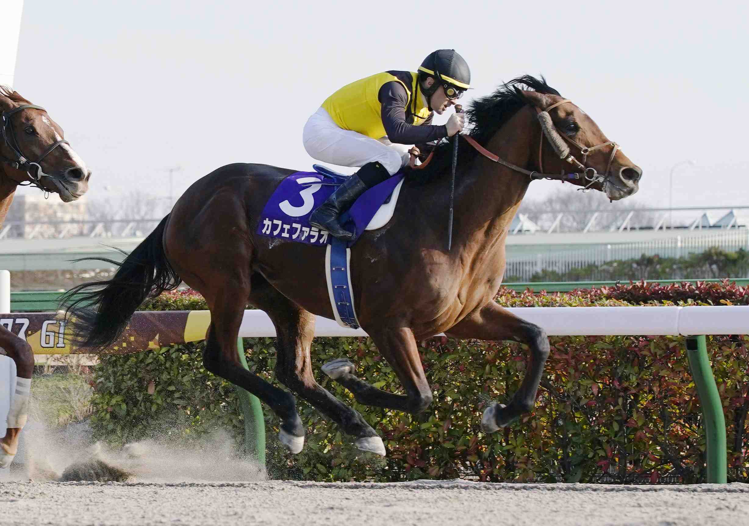 43rd February Stakes G1 Set for Tokyo Racecourse on February 22, 2026