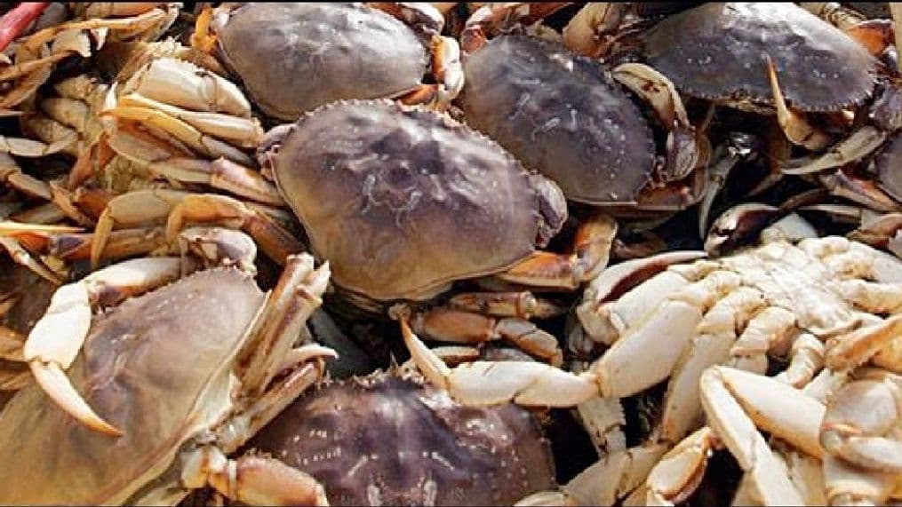 Oregon Dungeness Crab Season Starts December 16, Coastal Areas Included