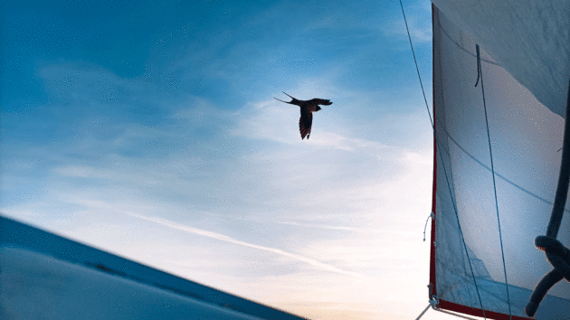 Birds guide a sailor across the changing Celtic Sea