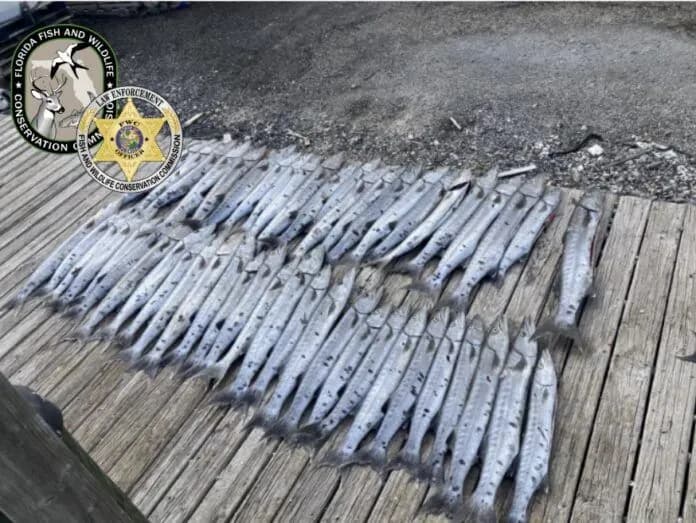 FWC catches Key West trio with 50 illegal barracudas aboard