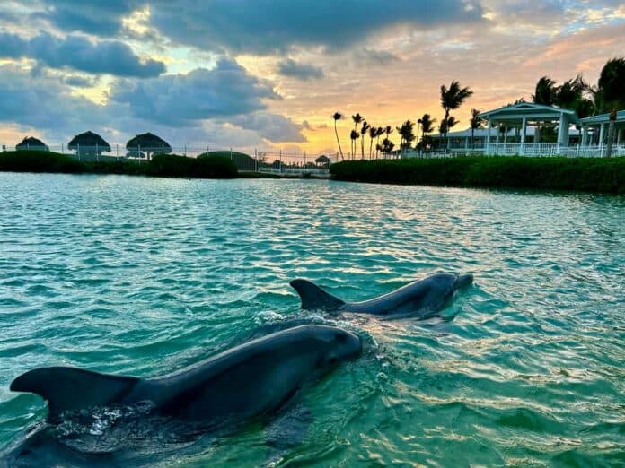 Bankruptcy Judge Approves Transfer of Eight Duck Key Dolphins to SeaWorld