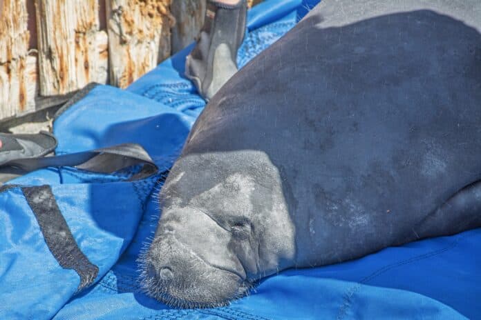 Two Rehabilitated Manatees Released Into Upper Keys Waters After Months of Care