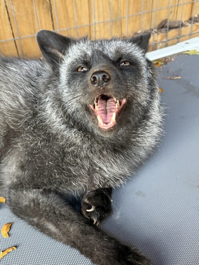 Pawsitive Beginnings Sanctuary Celebrates Six Years of Animal Rescue in Key Largo