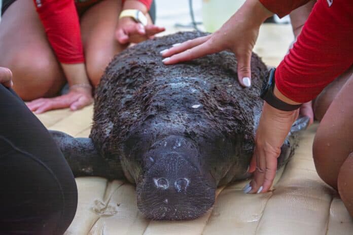 Rescuers save emaciated manatee calf Argyle again in Florida Keys