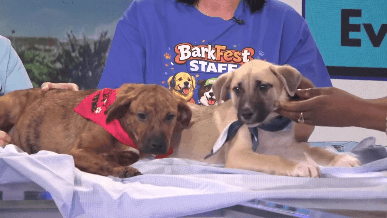 BARKFEST returns to Vidor with dog races, adoptions, and agility fun