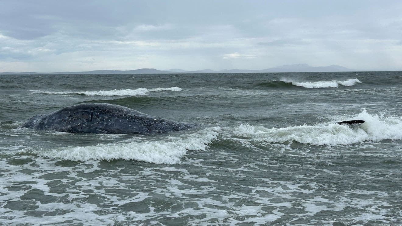 Dead gray whale washes ashore on Whidbey Island, 19th this year