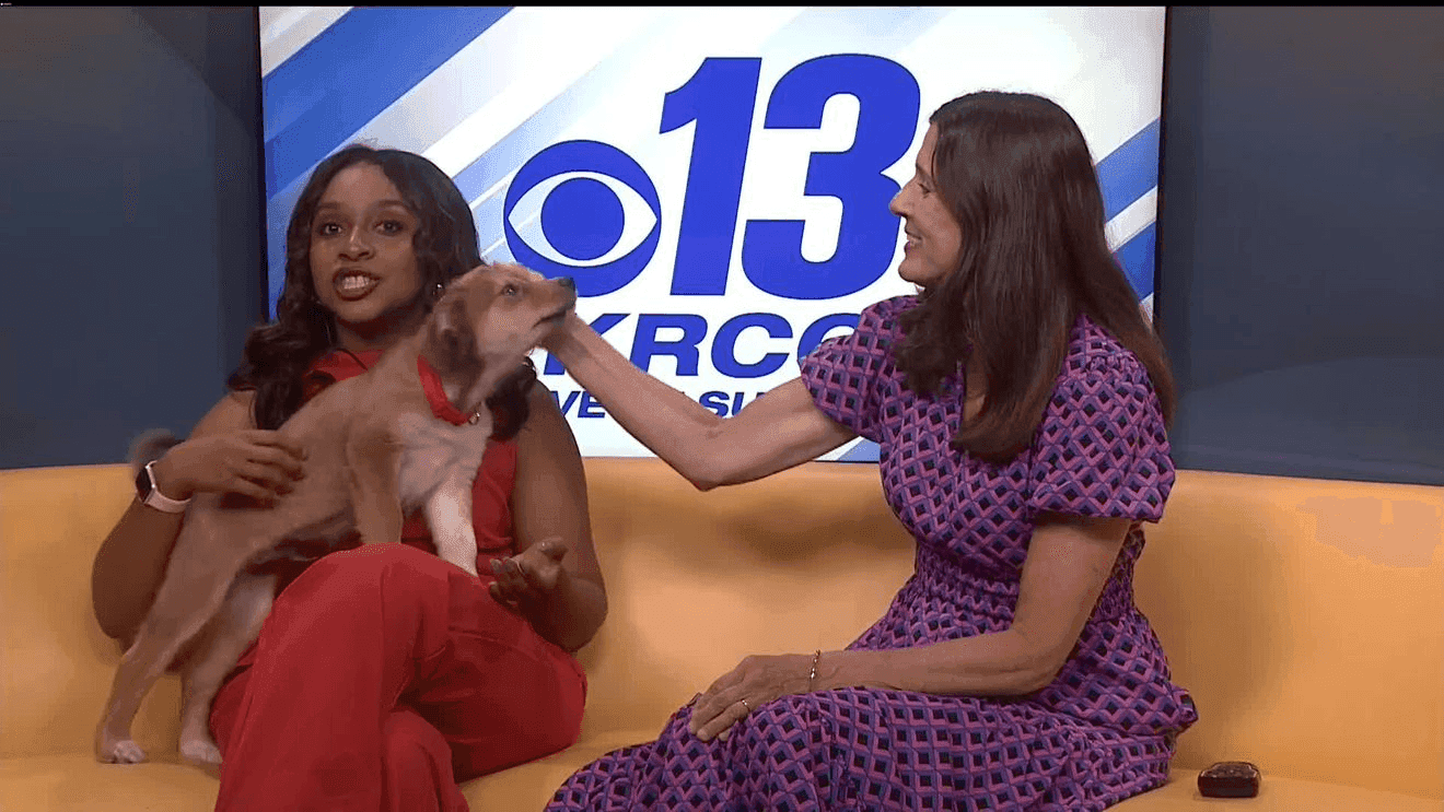 Luka, playful puppy at fundraiser, headlines Holts Summit dog yoga event