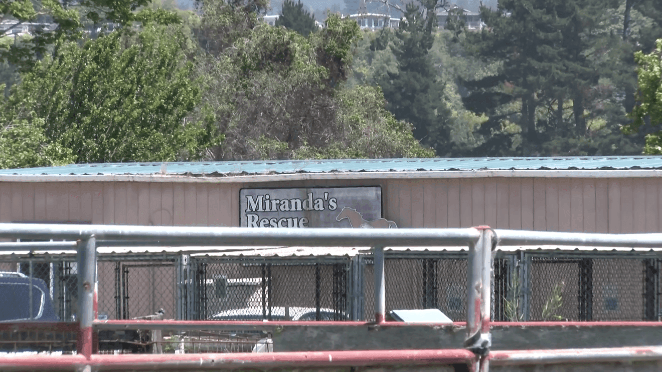 Bay Area shelters cut ties with Humboldt rescue after dogs found dead