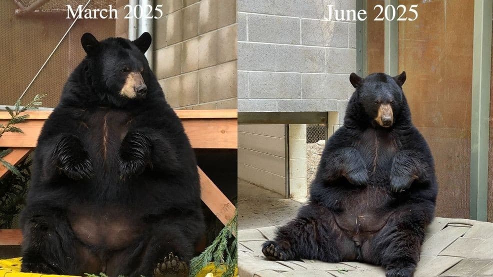 Sequoia Park Zoo Black Bear Ishūng Loses 100 Pounds After Healthier Diet