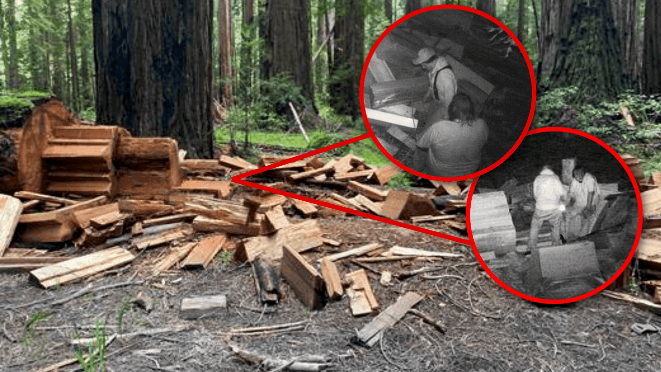 Rangers seek suspects after old-growth redwood theft near Weott