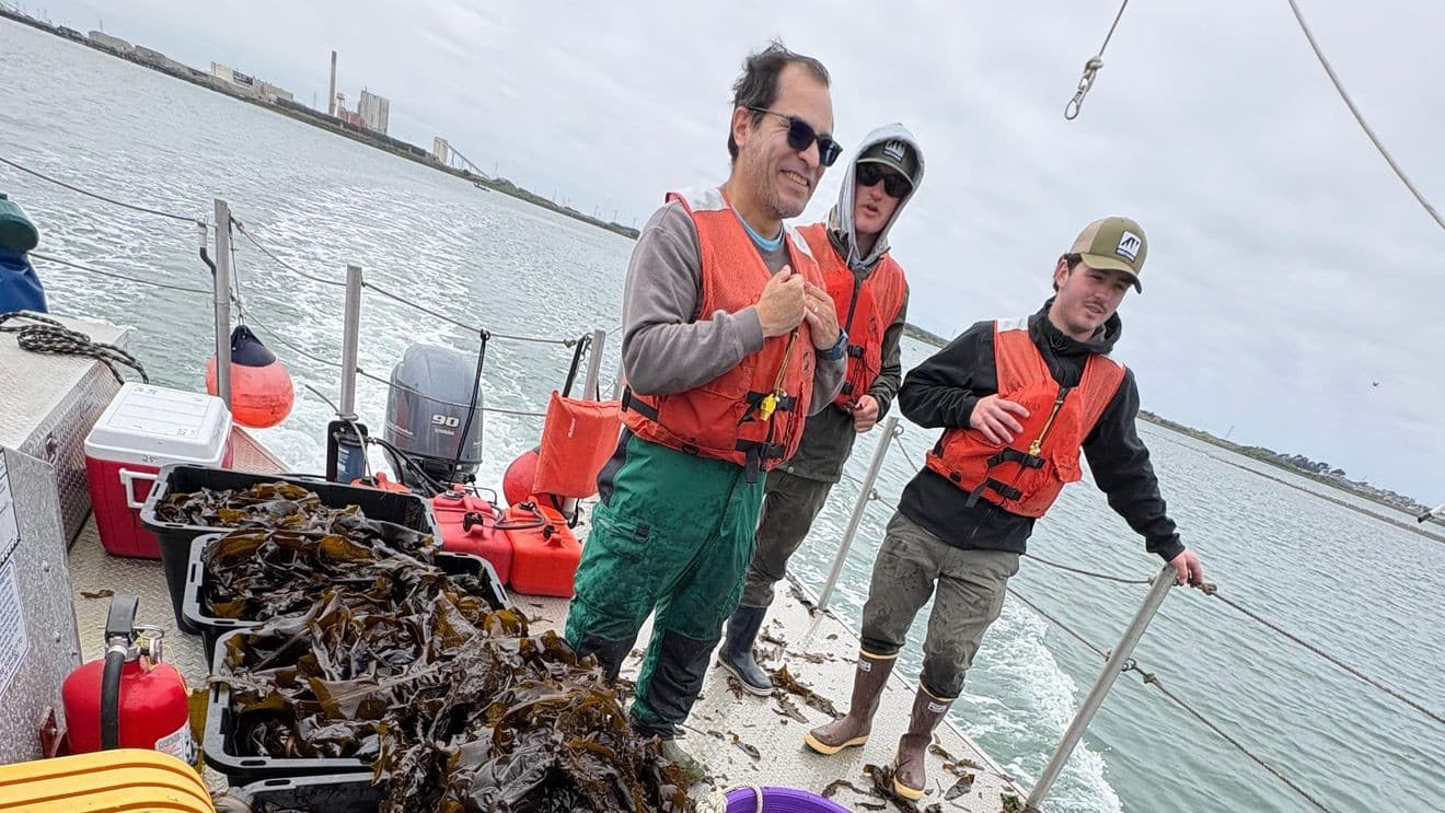 Cal Poly Humboldt expands kelp farm in Humboldt Bay for research, jobs