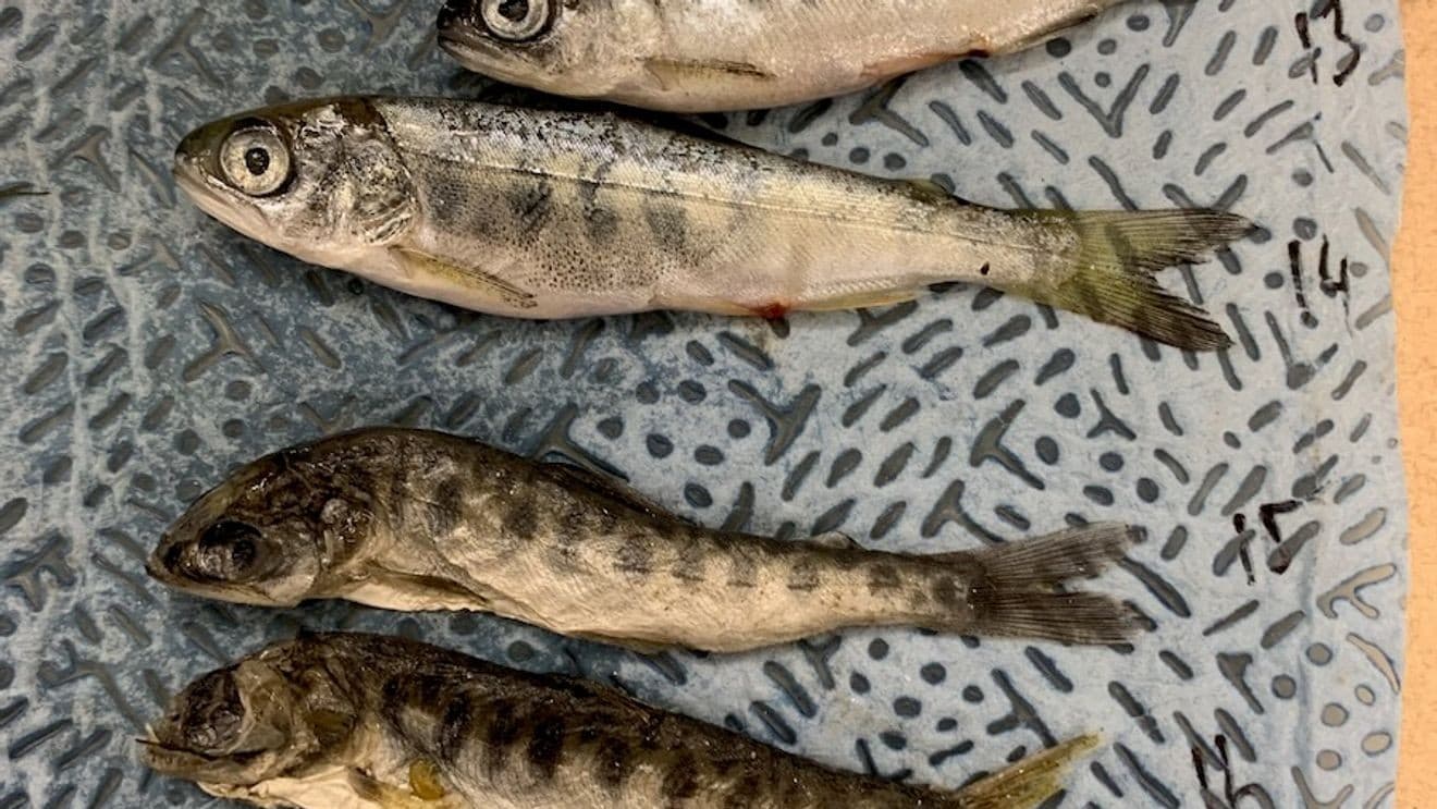 Klamath River juvenile Chinook die-off warns of salmon recovery risks
