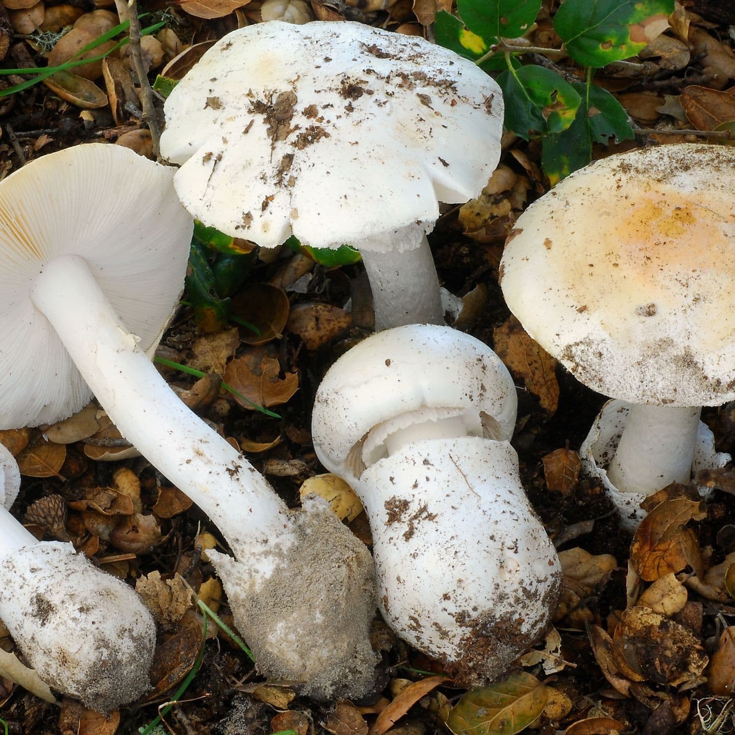 Humboldt Resident Hospitalized in ICU After Eating Foraged Toxic Mushrooms
