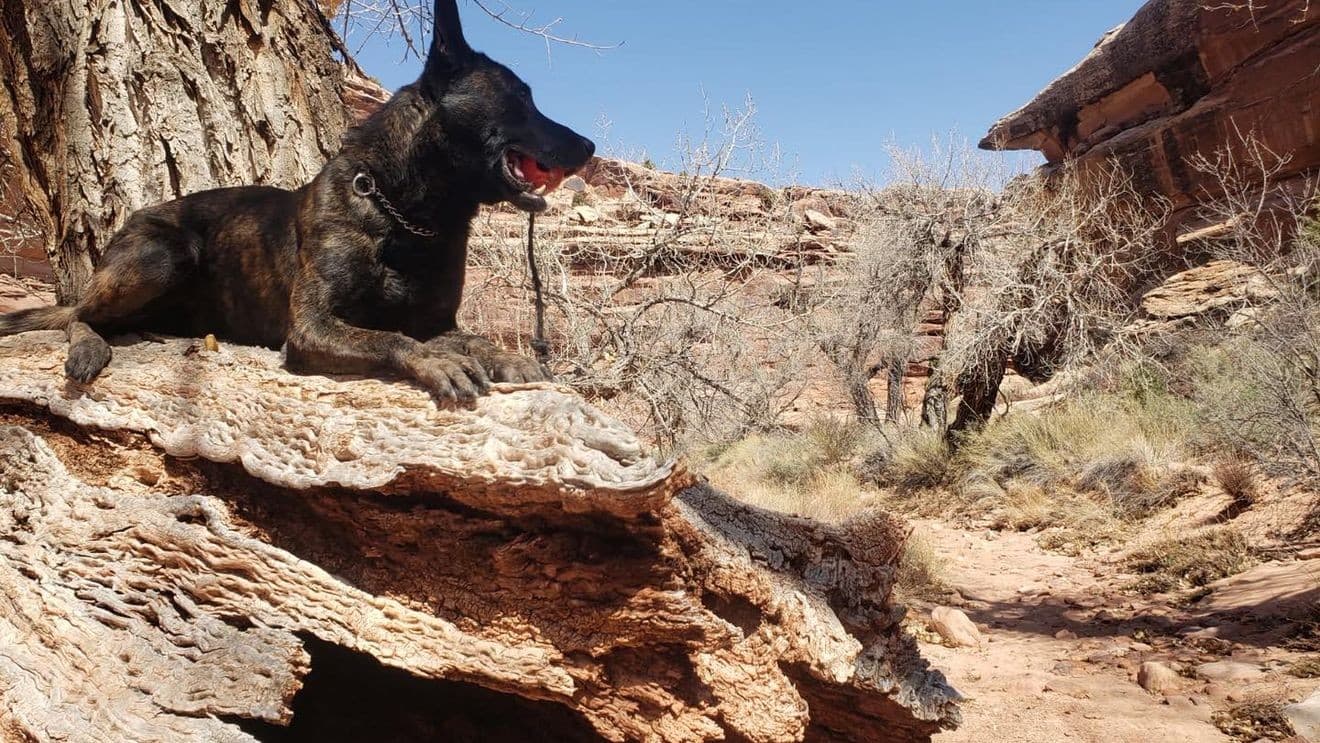 Utah law enforcement mourns K-9 Leo, whose searches yielded pounds of narcotics