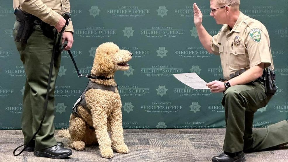Lane County sheriff’s office adds comfort canine Corporal Carlton
