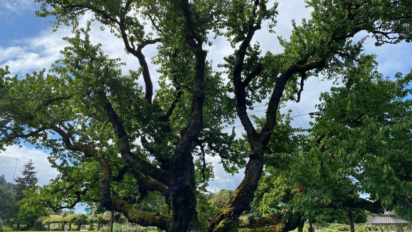 Oregon's Heritage Tree Program Turns 30, Honoring Three Local Historic Sites