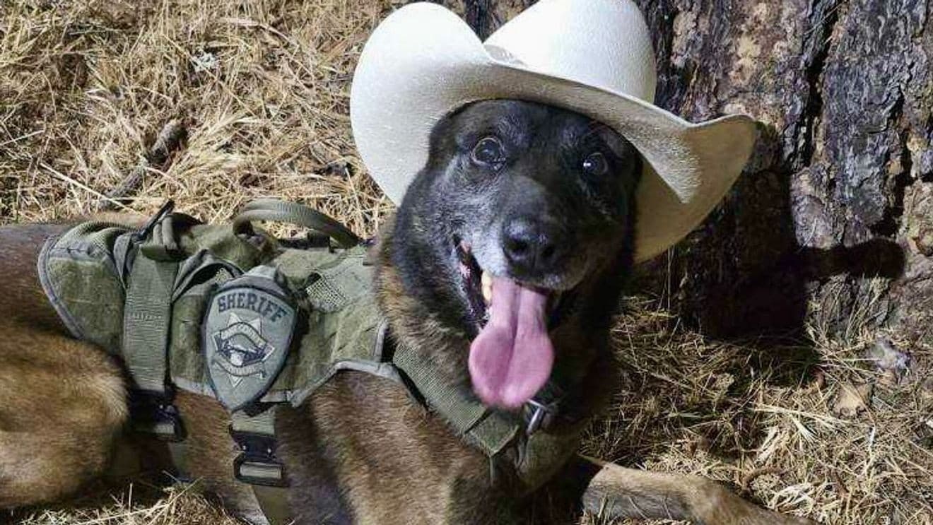 Lane County Sheriff's K9 Hektor Retires After Eight Years, 200 Deployments