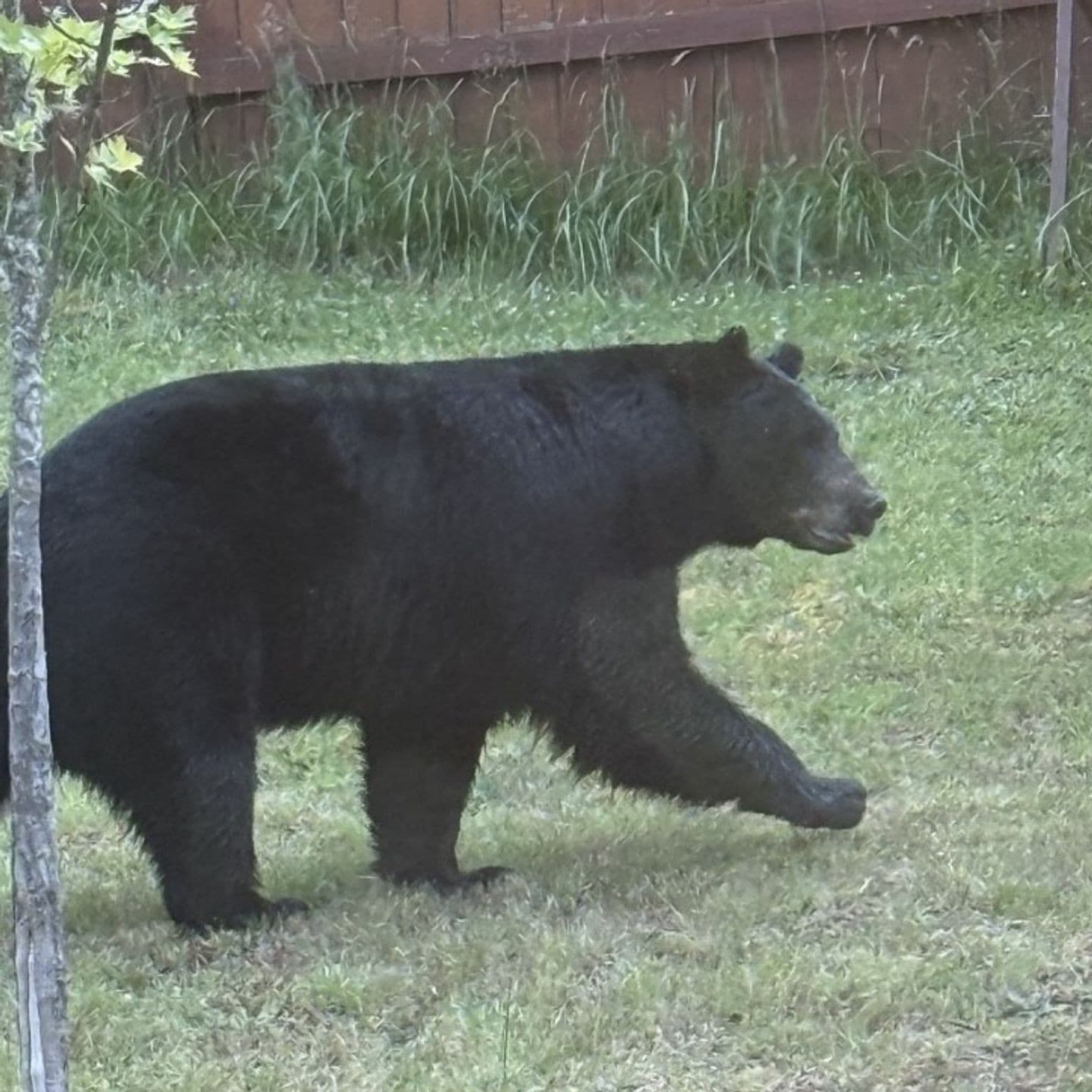 ODFW warns Lane County residents after black bear sighting near Spencer Butte Park
