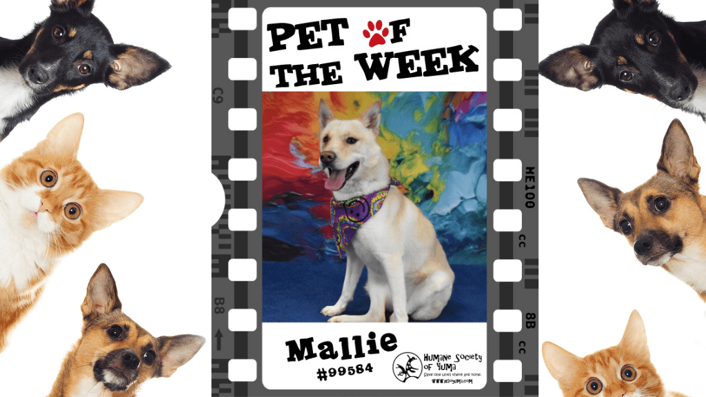 Meet Mallie, Yuma's Husky Mix With Sponsored Adoption Fee