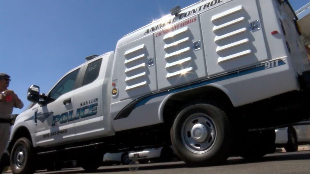 San Luis cat shot in head, police and residents alarmed