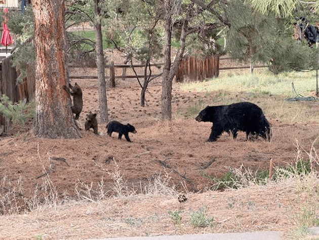 Bear and three cubs spotted on Big Rock Loop in White Rock