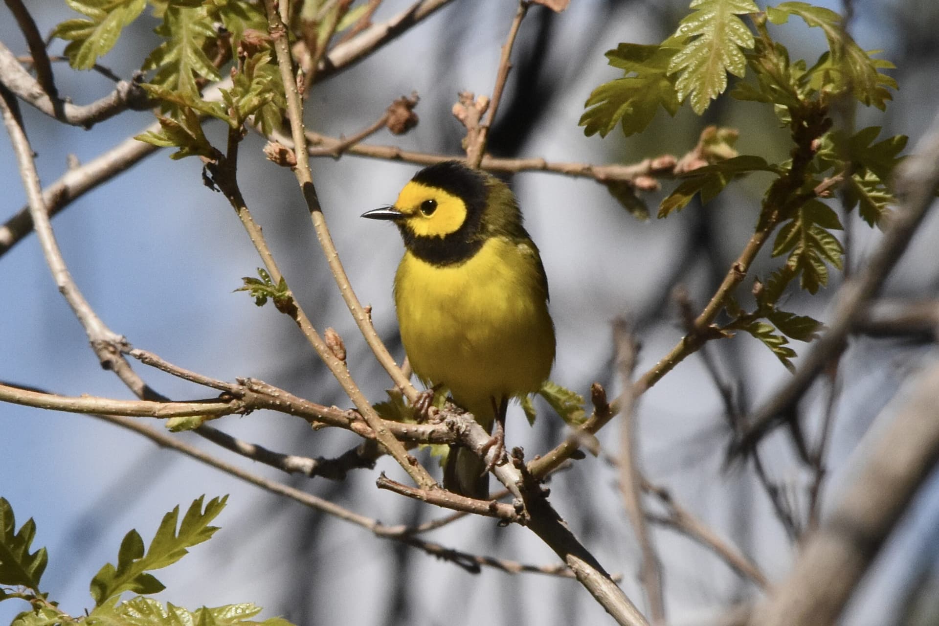 Hooded warblers nest in Los Alamos County for third year running