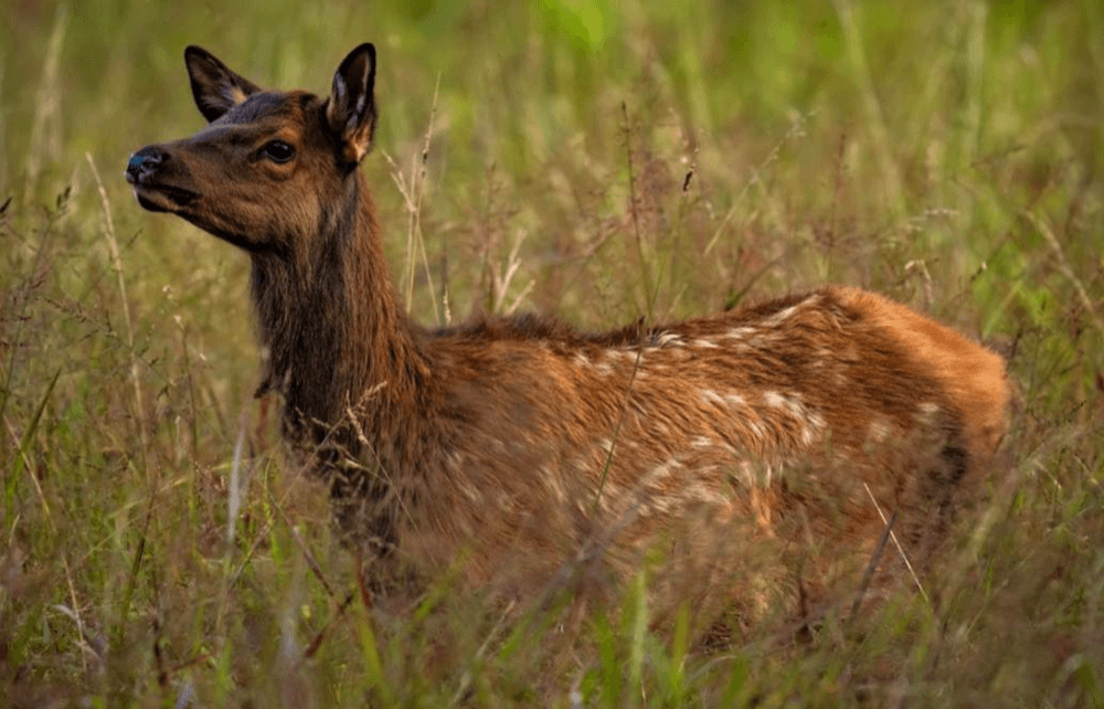 Los Alamos County warns: leave newborn elk calves alone