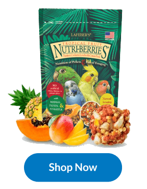 Finding the Right Avian Vet, A Top Priority for Parrot Owners