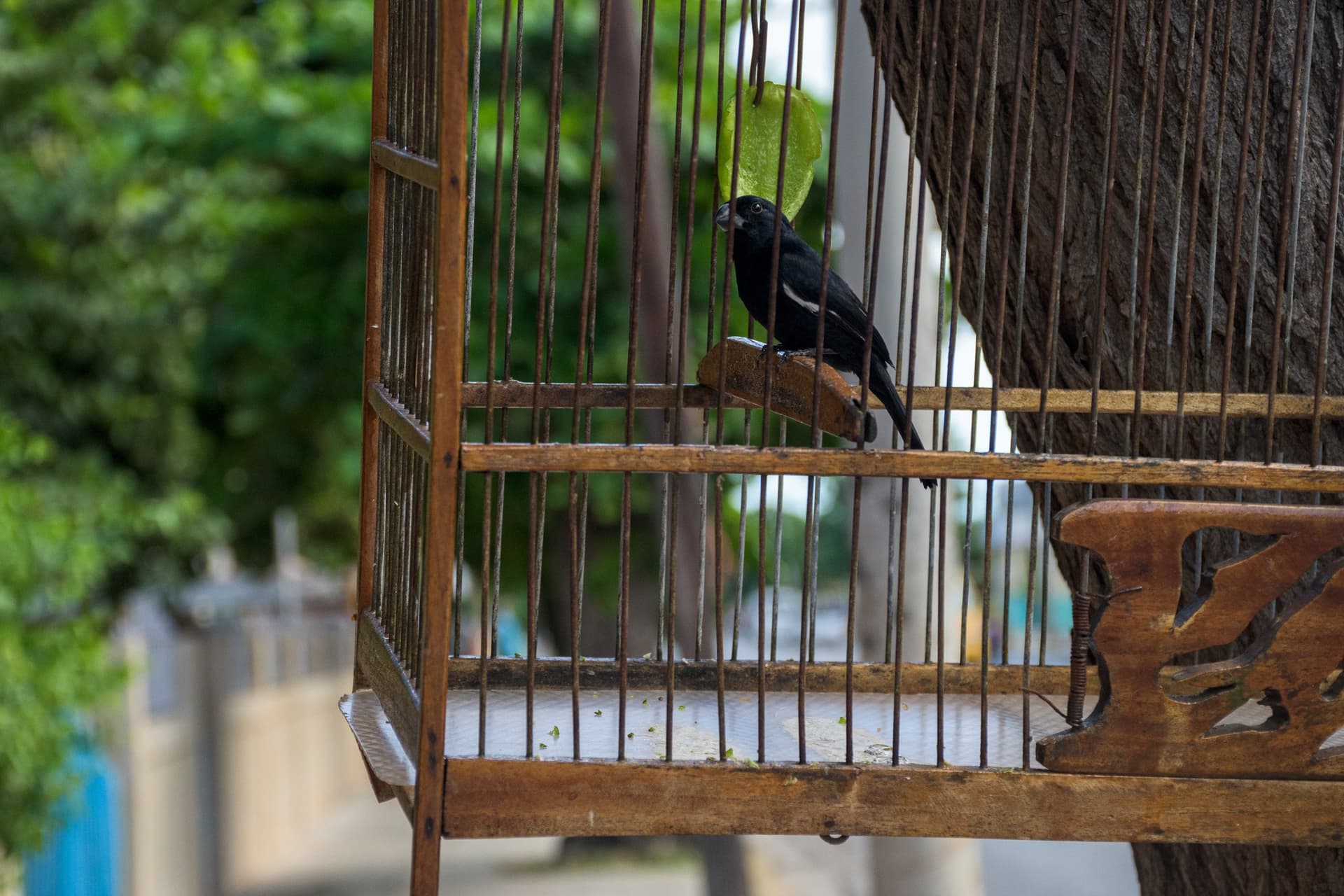 Cuban biologist: Illegal bird trafficking now bigger threat than climate change