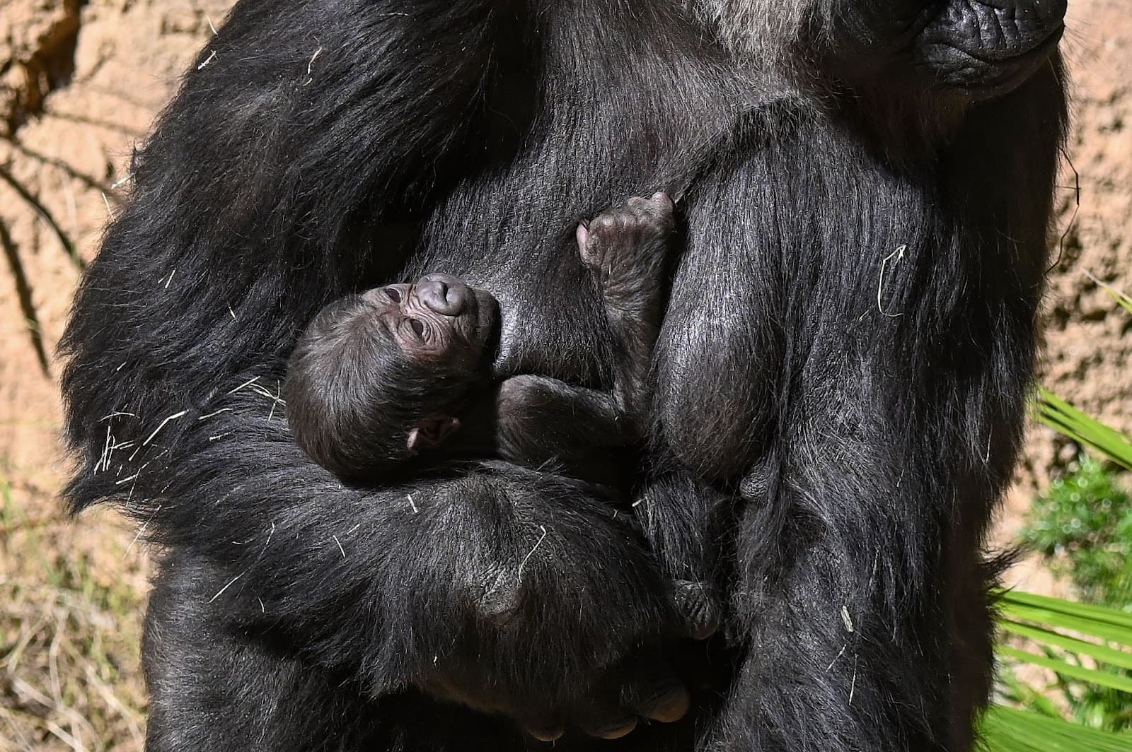 Los Angeles Zoo celebrates five great ape births in four-month span
