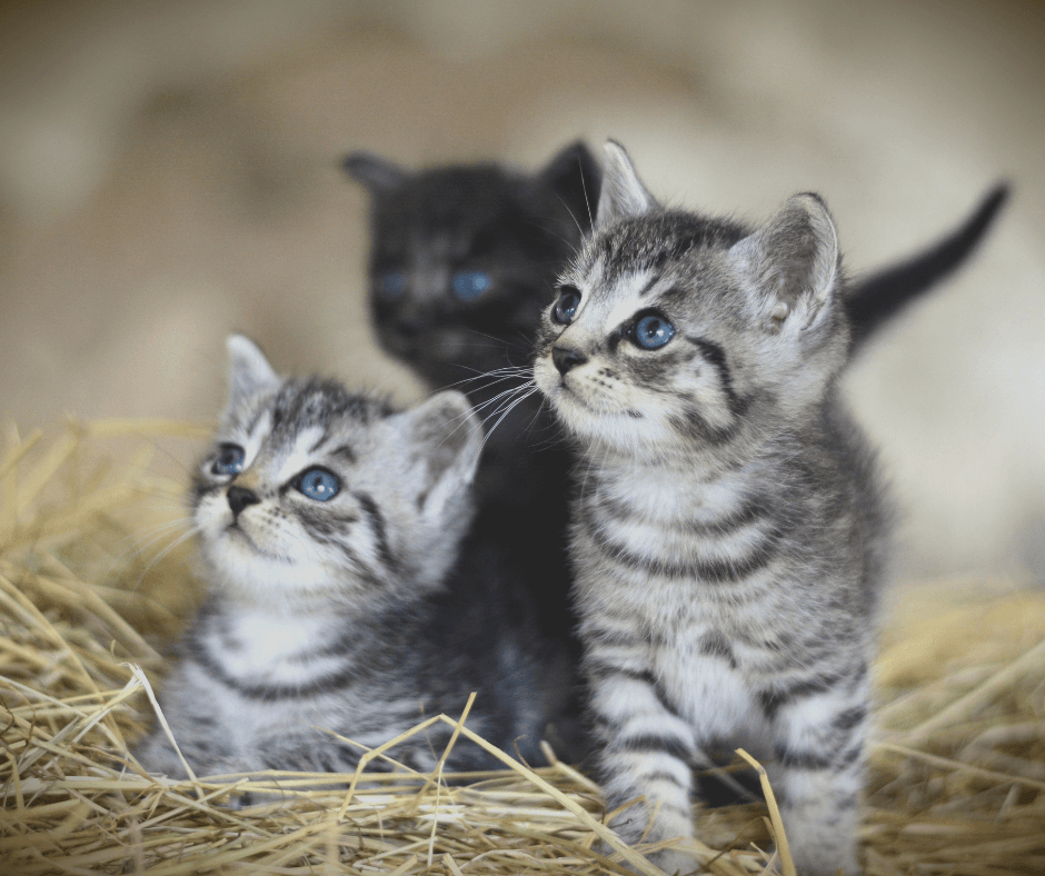 Four Helena pets seek homes, each with a different personality