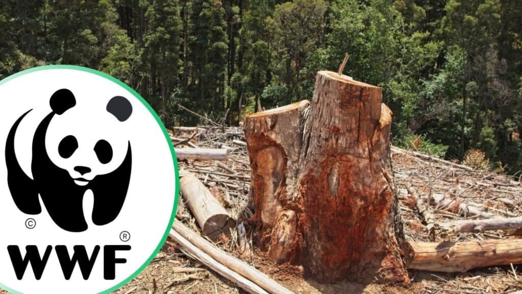 WWF Releases 10-Step Leather Traceability Roadmap to End Deforestation