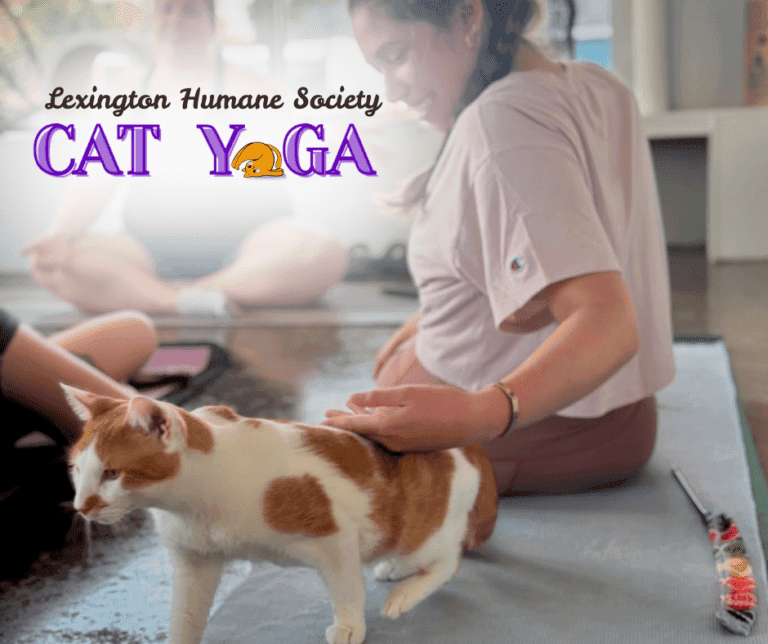 Lexington Humane Society adds dog yoga, cat yoga, and Mutt Strut to May lineup