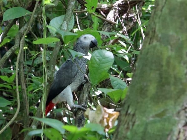 Limbe Wildlife Centre Rescues 71 African Grey Parrots From Illegal Trade