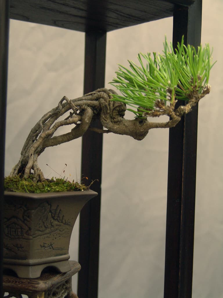 San Diego Bonsai Club March Newsletter Spotlights Spring Events, Study Groups and Show Prep