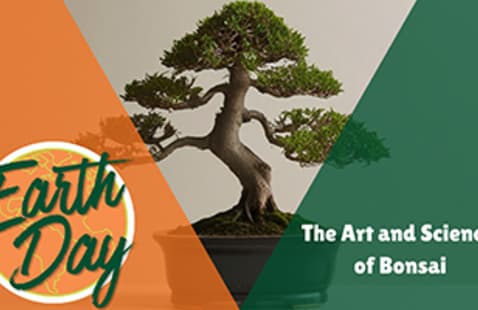 University of Miami hosts bonsai lecture on art, science, and care