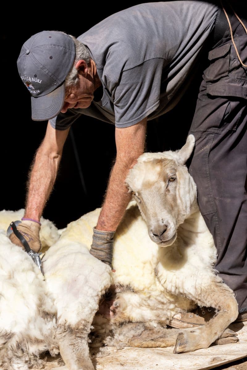 Los Luceros Sheep Shearing Day highlights heritage, fiber arts festival