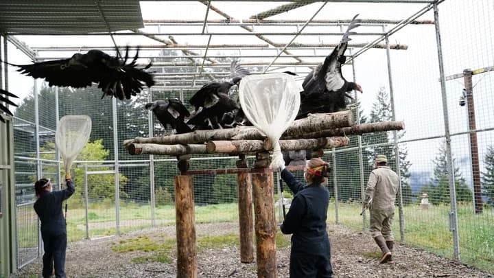 Yurok Tribe says spring condor checks show flock in good health