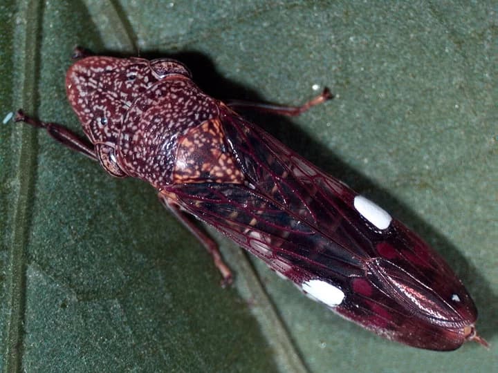 Humboldt warns residents after invasive sharpshooter found on grape plants